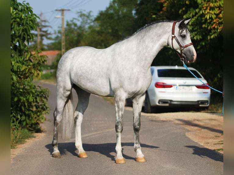 Holstein Gelding 4 years 16,2 hh in Budapest