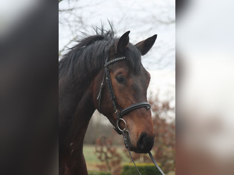 Holstein Gelding 4 years 16.3 hh Brown in Großenwiehe