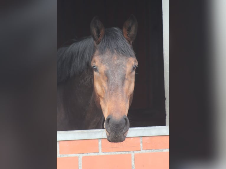 Holstein Gelding 4 years 16.3 hh Brown in Großenwiehe