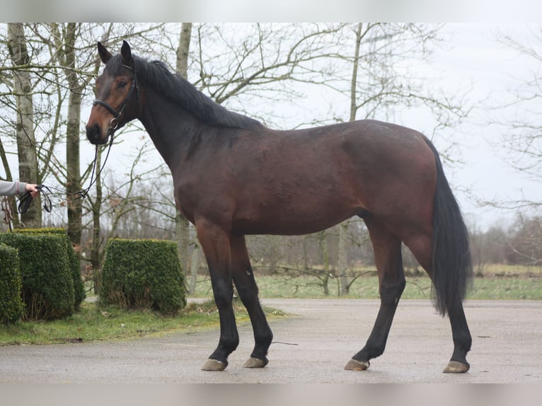 Holstein Gelding 4 years 16.3 hh Brown in Großenwiehe