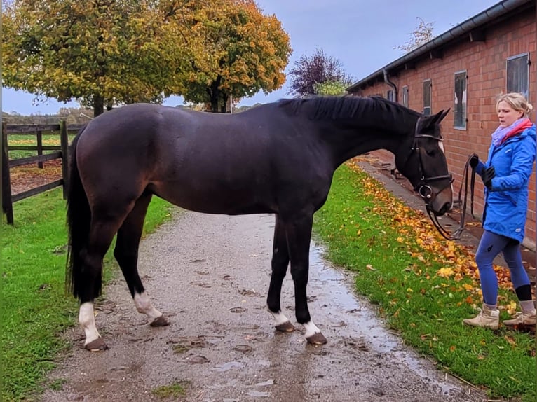 Holstein Gelding 4 years 16 hh Bay-Dark in Bokel