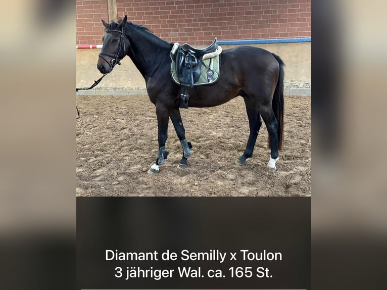 Holstein Gelding 4 years 16 hh Bay-Dark in Hamm