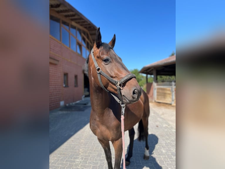 Holstein Gelding 4 years 16 hh Bay-Dark in Hamm