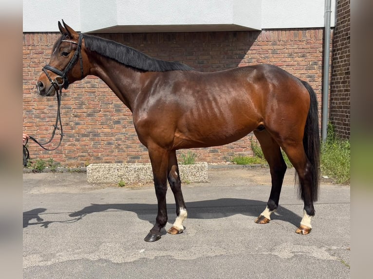 Holstein Gelding 4 years 16 hh Bay-Dark in Niederkassel