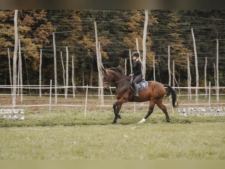 Holstein Gelding 4 years 16 hh Brown in Leutschach Holstein Gelding 4 years 16 hh Brown in Leutschach