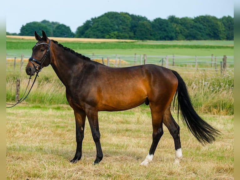 Holstein Gelding 4 years 16 hh Brown in R&#xF6;dinghausen