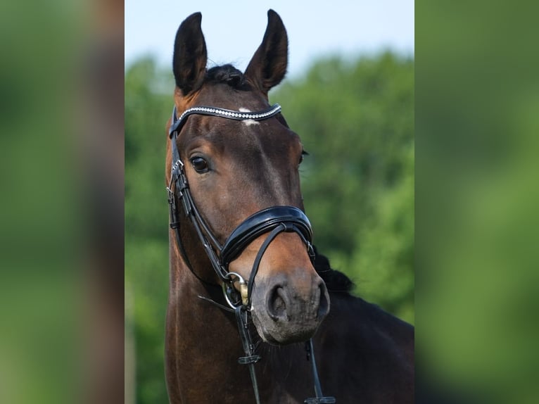 Holstein Gelding 4 years 16 hh Brown in R&#xF6;dinghausen
