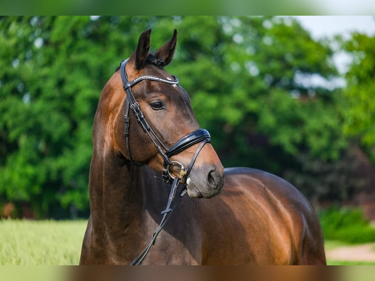 Holstein Gelding 4 years 16 hh Brown in R&#xF6;dinghausen