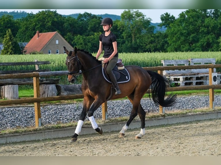 Holstein Gelding 4 years 16 hh Brown in R&#xF6;dinghausen