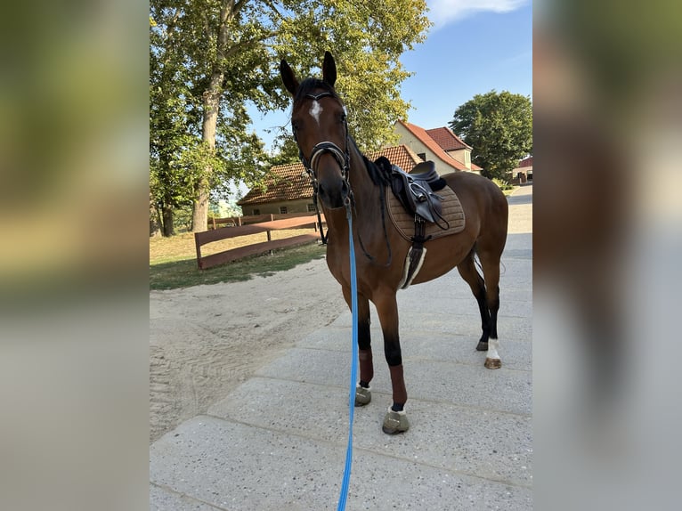 Holstein Gelding 4 years 16 hh Brown in Ganschow