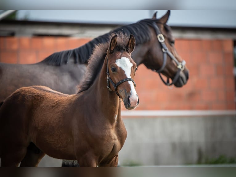 Holstein Gelding 4 years 16 hh Brown in Bocholt