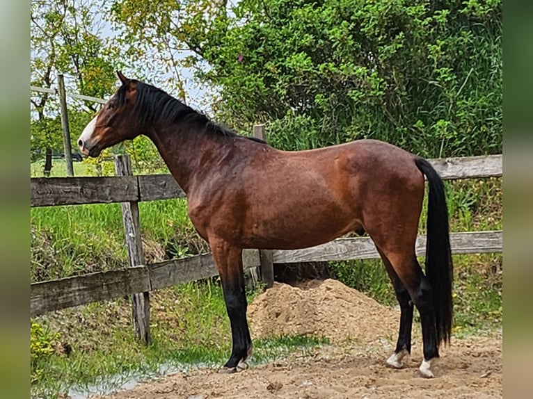 Holstein Gelding 4 years 16 hh Brown in Revensdorf