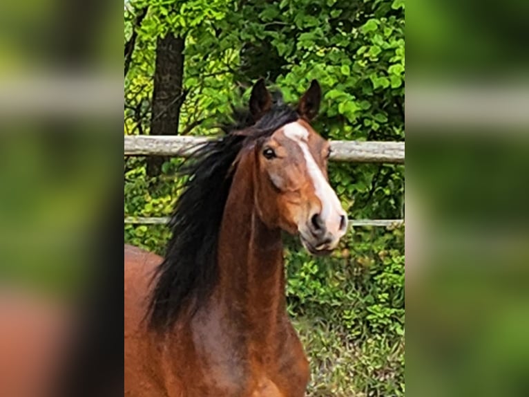 Holstein Gelding 4 years 16 hh Brown in Revensdorf