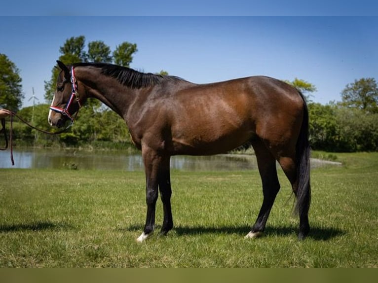 Holstein Gelding 4 years 16 hh Brown in Schönwalde am Bungsberg