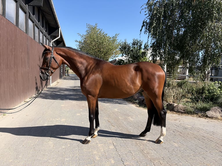 Holstein Gelding 4 years 16 hh Brown in Babenhausen