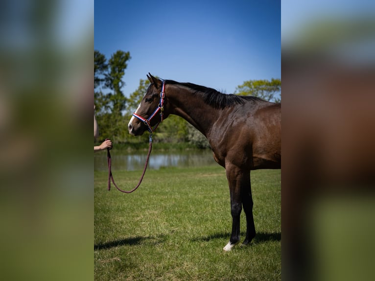 Holstein Gelding 4 years 16 hh Brown in Schönwalde am Bungsberg