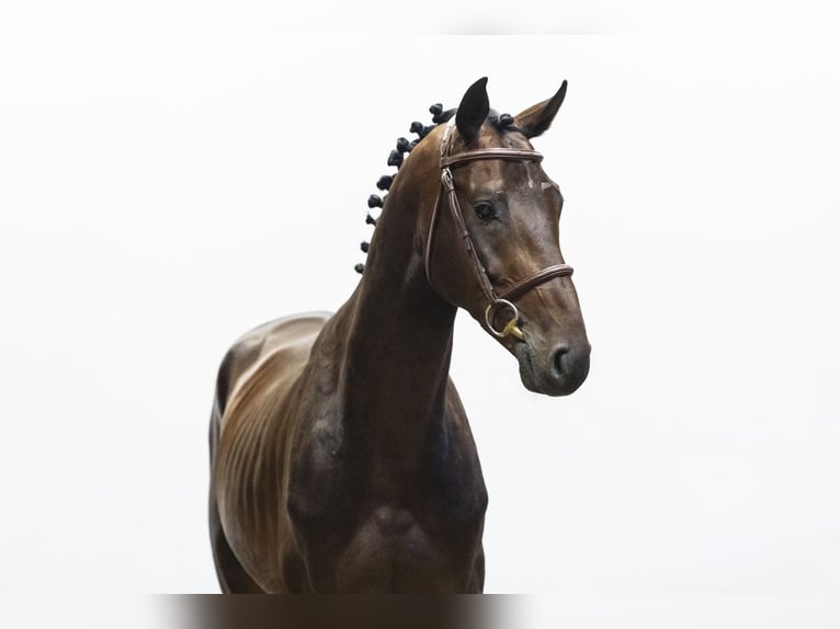 Holstein Gelding 4 years 16 hh Brown in Waddinxveen