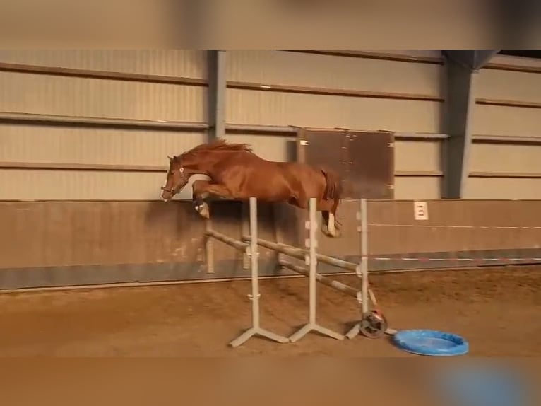 Holstein Gelding 4 years 16 hh Chestnut-Red in Bad Segeberg Holstein Gelding 4 years 16 hh Chestnut-Red in Bad Segeberg