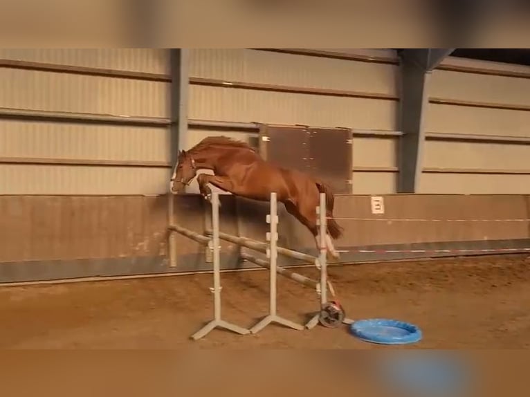 Holstein Gelding 4 years 16 hh Chestnut-Red in Bad Segeberg Holstein Gelding 4 years 16 hh Chestnut-Red in Bad Segeberg