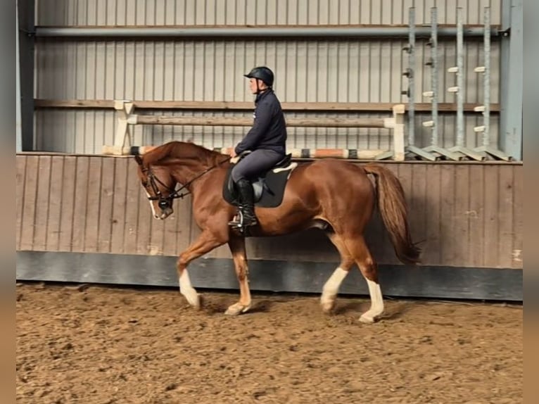 Holstein Gelding 4 years 16 hh Chestnut-Red in Bad Segeberg Holstein Gelding 4 years 16 hh Chestnut-Red in Bad Segeberg