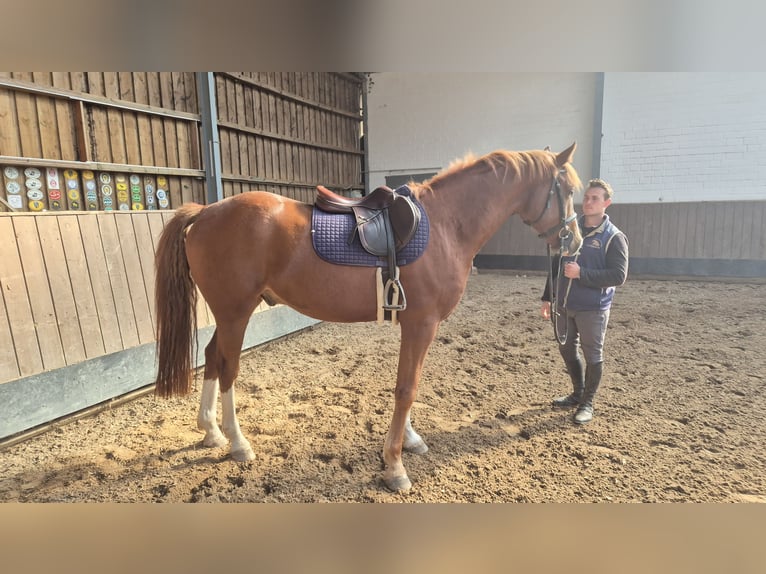 Holstein Gelding 4 years 16 hh Chestnut-Red in Bad Segeberg Holstein Gelding 4 years 16 hh Chestnut-Red in Bad Segeberg