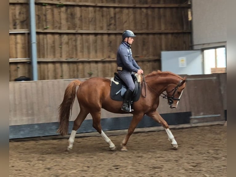Holstein Gelding 4 years 16 hh Chestnut-Red in Bad Segeberg Holstein Gelding 4 years 16 hh Chestnut-Red in Bad Segeberg