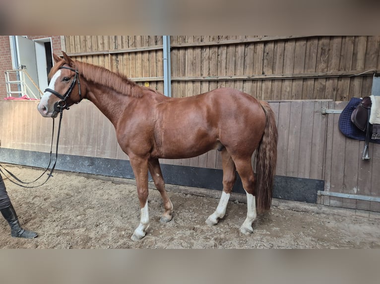 Holstein Gelding 4 years 16 hh Chestnut-Red in Bad Segeberg Holstein Gelding 4 years 16 hh Chestnut-Red in Bad Segeberg