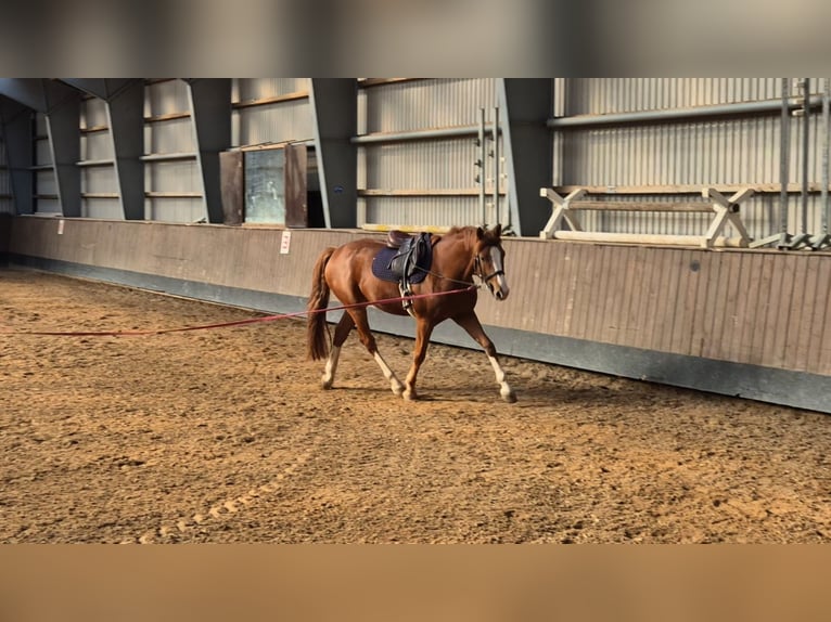 Holstein Gelding 4 years 16 hh Chestnut-Red in Bad Segeberg Holstein Gelding 4 years 16 hh Chestnut-Red in Bad Segeberg
