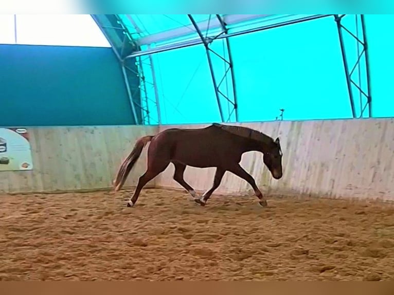 Holstein Gelding 4 years 16 hh Chestnut-Red in Löwenberger Land