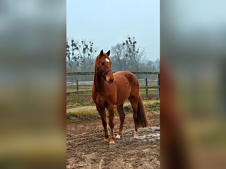 Holstein Gelding 4 years 16 hh Chestnut-Red in Löwenberger Land