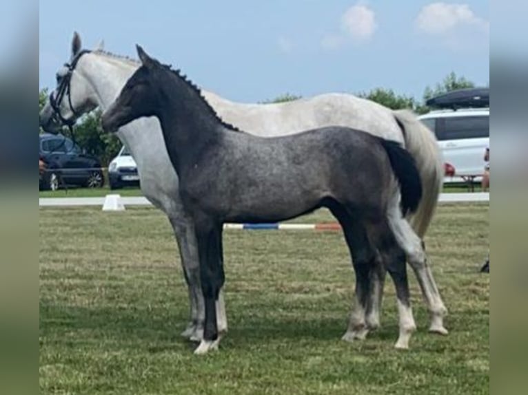 Holstein Gelding 4 years 16 hh Gray in Bühlerzell