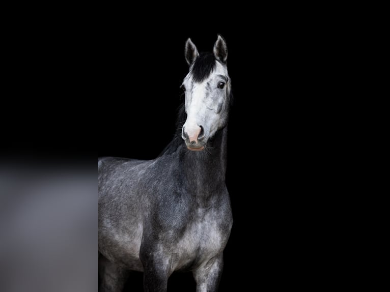 Holstein Gelding 4 years 16 hh Gray in Sch&#xFC;lp bei Nortorf