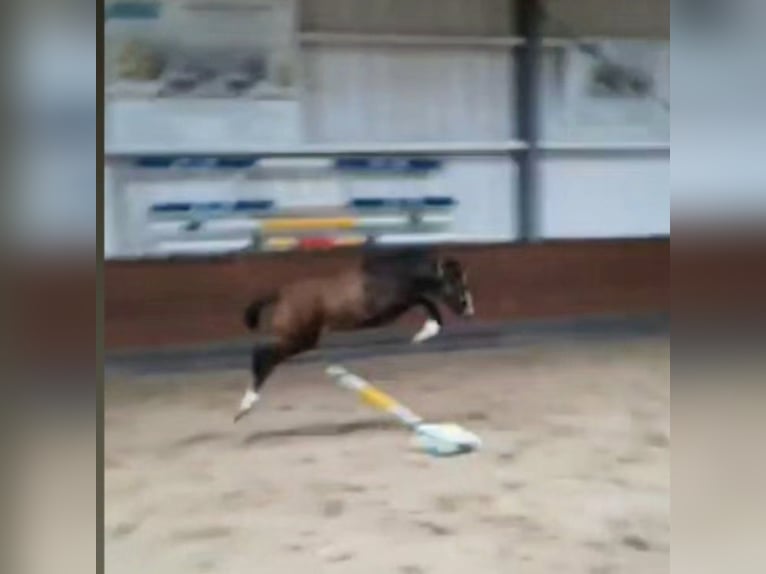 Holstein Gelding 4 years 16 hh Gray in Sch&#xFC;lp bei Nortorf