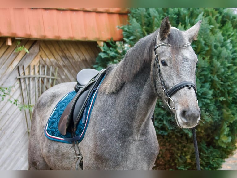 Holstein Gelding 4 years 16 hh Grey in Tremsbüttel
