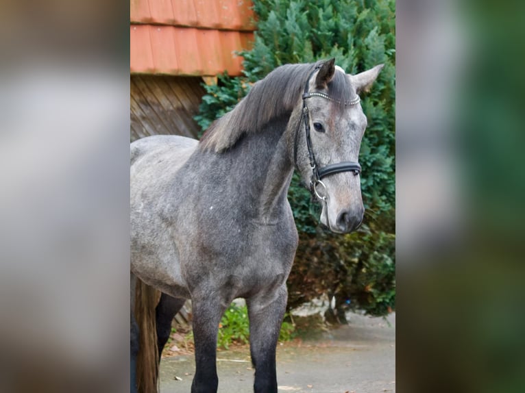 Holstein Gelding 4 years 16 hh Grey in Bargteheide
