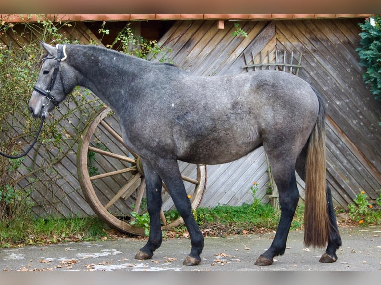 Holstein Gelding 4 years 16 hh Grey in Bargteheide