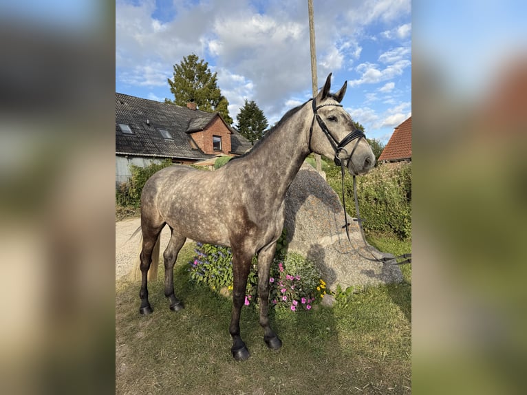Holstein Gelding 4 years 16 hh Grey in Preetz