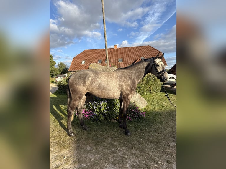 Holstein Gelding 4 years 16 hh Grey in Preetz