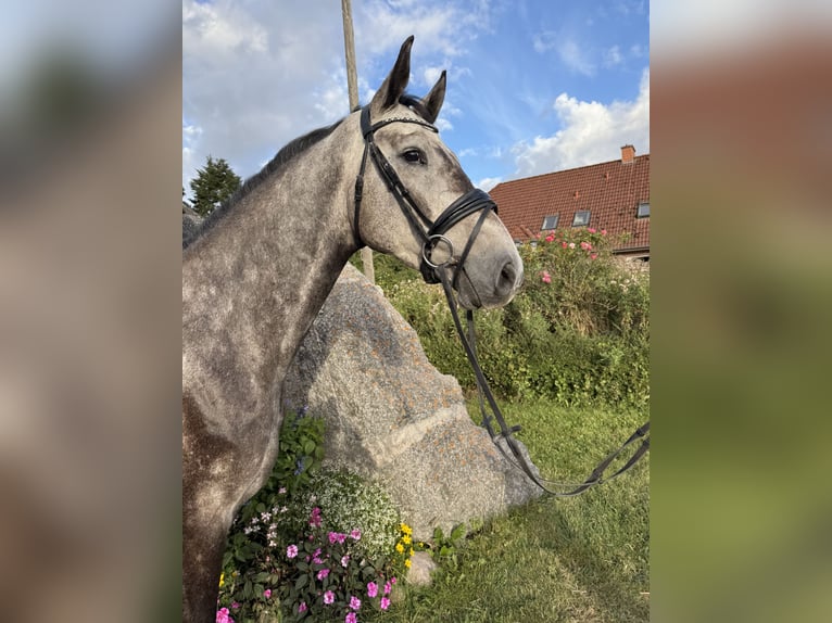 Holstein Gelding 4 years 16 hh Grey in Preetz