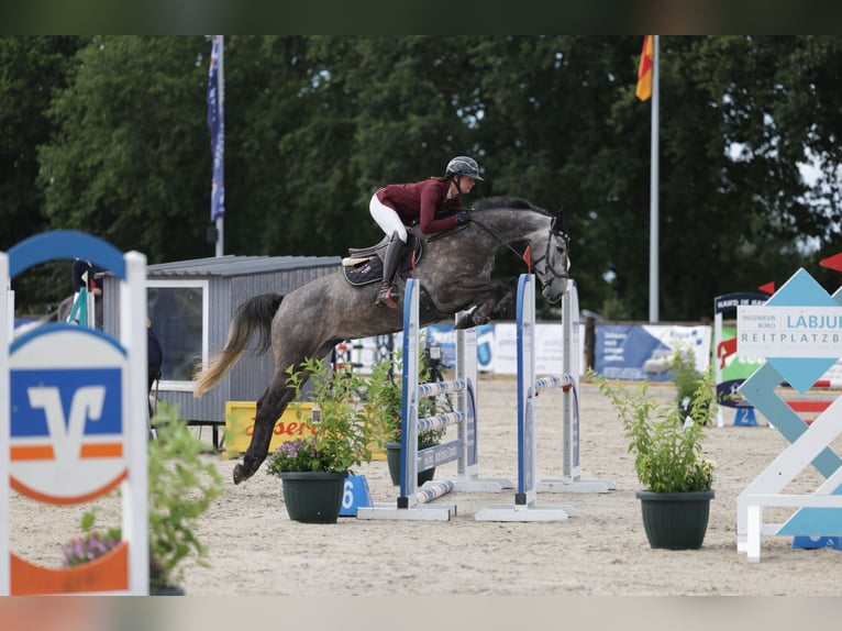 Holstein Gelding 4 years 16 hh Grey in Preetz