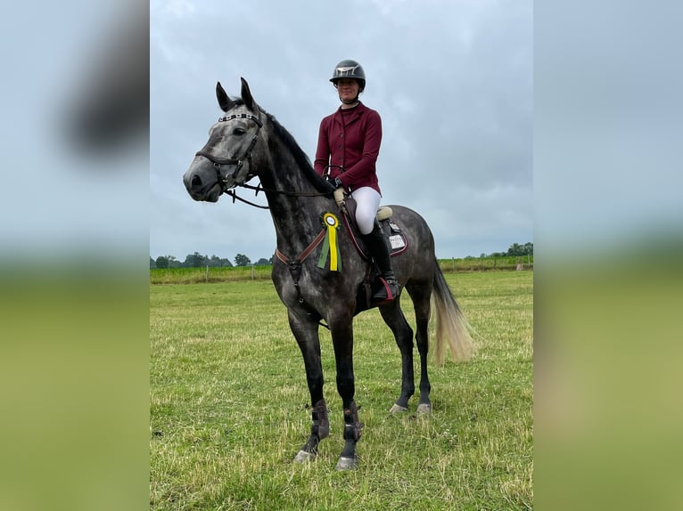 Holstein Gelding 4 years 16 hh Grey in Preetz