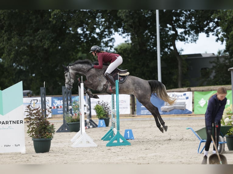 Holstein Gelding 4 years 16 hh Grey in Preetz