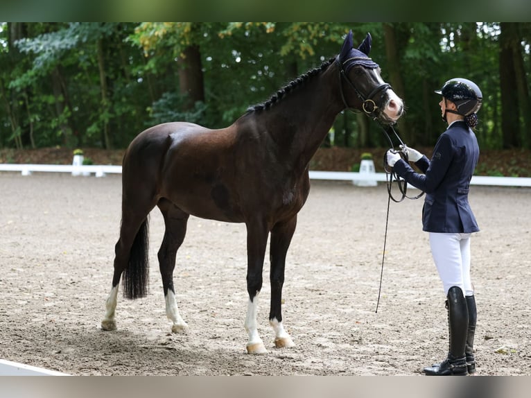 Holstein Gelding 4 years 16 hh Smoky-Black in Tarp