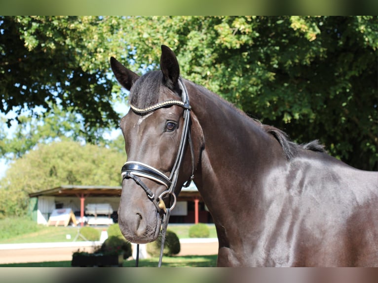Holstein Gelding 4 years 16 hh Smoky-Black in Kayhude
