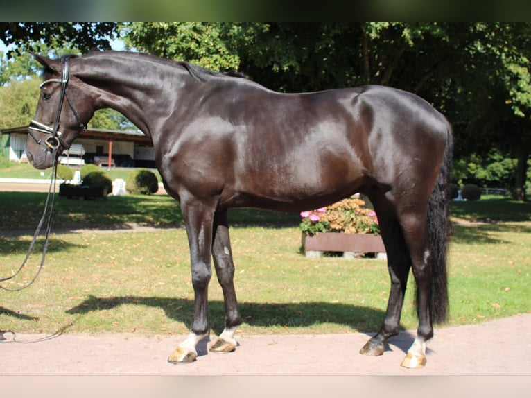 Holstein Gelding 4 years 16 hh Smoky-Black in Kayhude