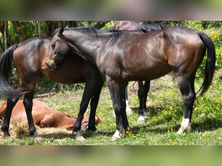 Holstein Mix Gelding 4 years 16,1 hh Bay-Dark in Couiza