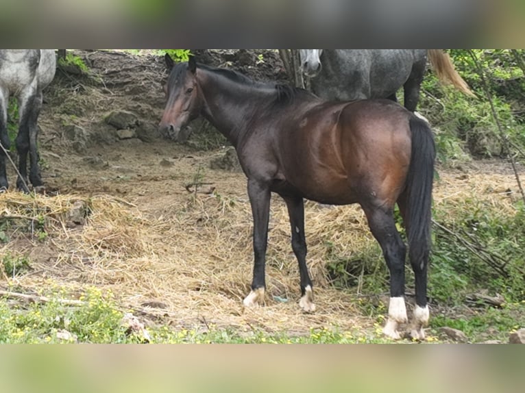 Holstein Mix Gelding 4 years 16,1 hh Bay-Dark in Couiza