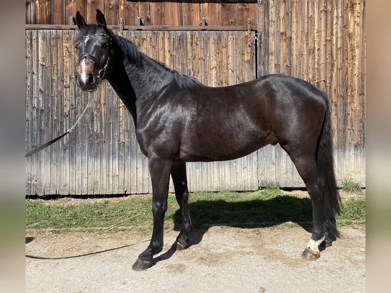 Holstein Gelding 4 years 16,1 hh Bay-Dark in Traunreut