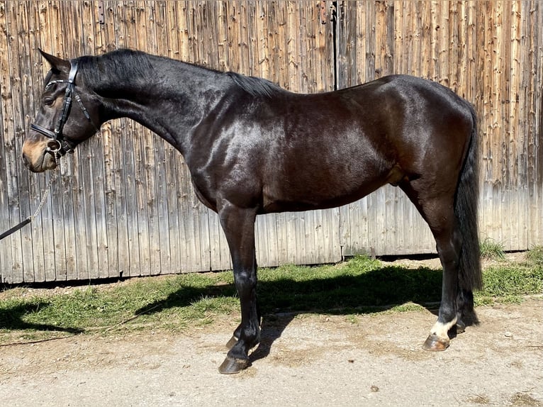 Holstein Gelding 4 years 16,1 hh Bay-Dark in Traunreut