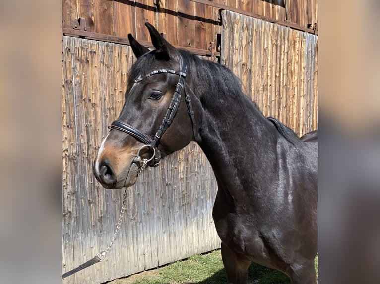 Holstein Gelding 4 years 16,1 hh Bay-Dark in Traunreut